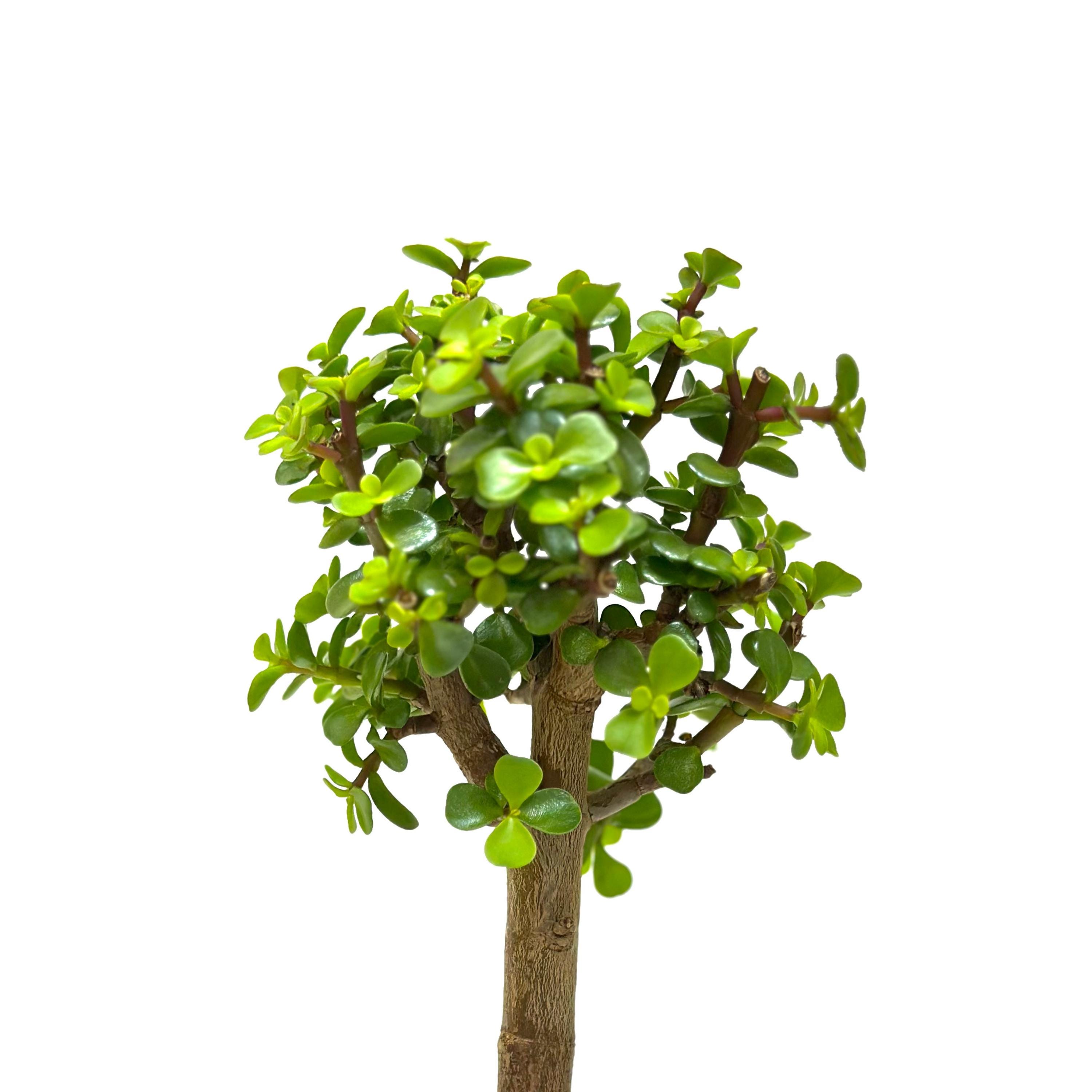 Starter Bonsai Tree Live Plant | Jade Bonsai Trees in Pot