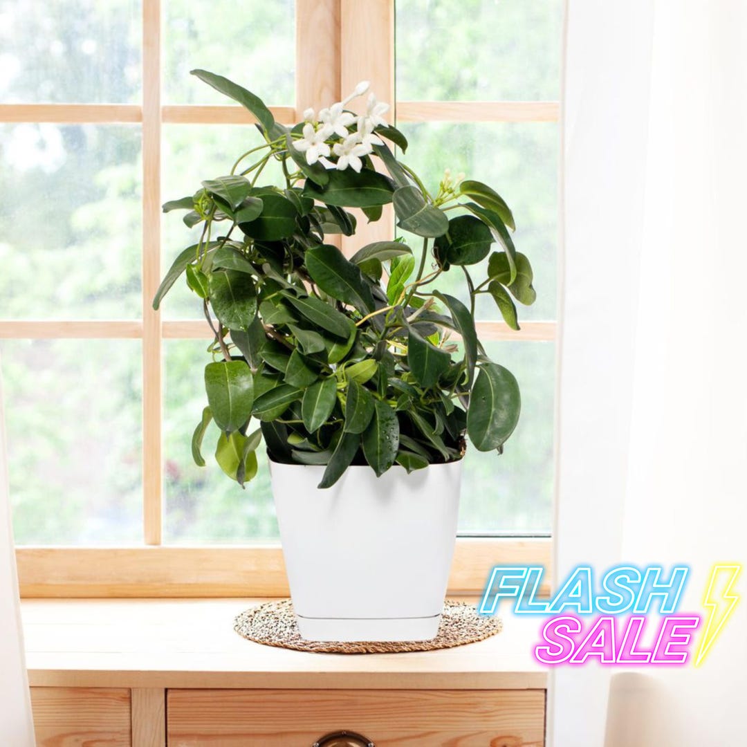 Jasmine Live Plant 6 Inch | Arabian Sambac Jasmine Plants | Plants for  Beginner | Perennial Houseplants for Kitchen Indoor Outdoor Garden - Etsy
