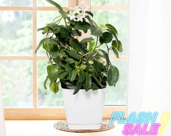 balcony hanging plant pots Chic Railing Planter Box Set w/ Self-Watering & Stackable main image 0