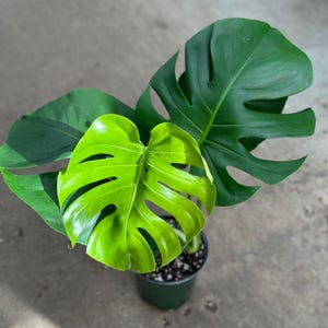 May include: A green Monstera plant with large, fenestrated leaves in a black plastic pot.