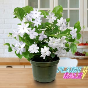 May include: A potted jasmine plant with vibrant green leaves and clusters of white flowers. The plant is in a dark green pot, sitting on a wooden surface. The image includes the text "FLASH SALE" in a neon style.