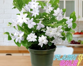 Jasmine Live Plant | Sambac Arabian Jasmine Plants | House Plants
