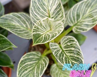 Philodendron Birkin Plant Live | Variegated Philodendron White Wave House Plants | Rooted Tropical Houseplants | Rare Beginner Plant Gifts