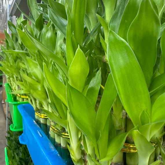 Lucky Bamboo Live Plant 3 Layers | Lucky Bamboo Plant | Straight Dracaena  Sanderiana House Plants | Hydroponic Easy Care Houseplant Gifts - Etsy