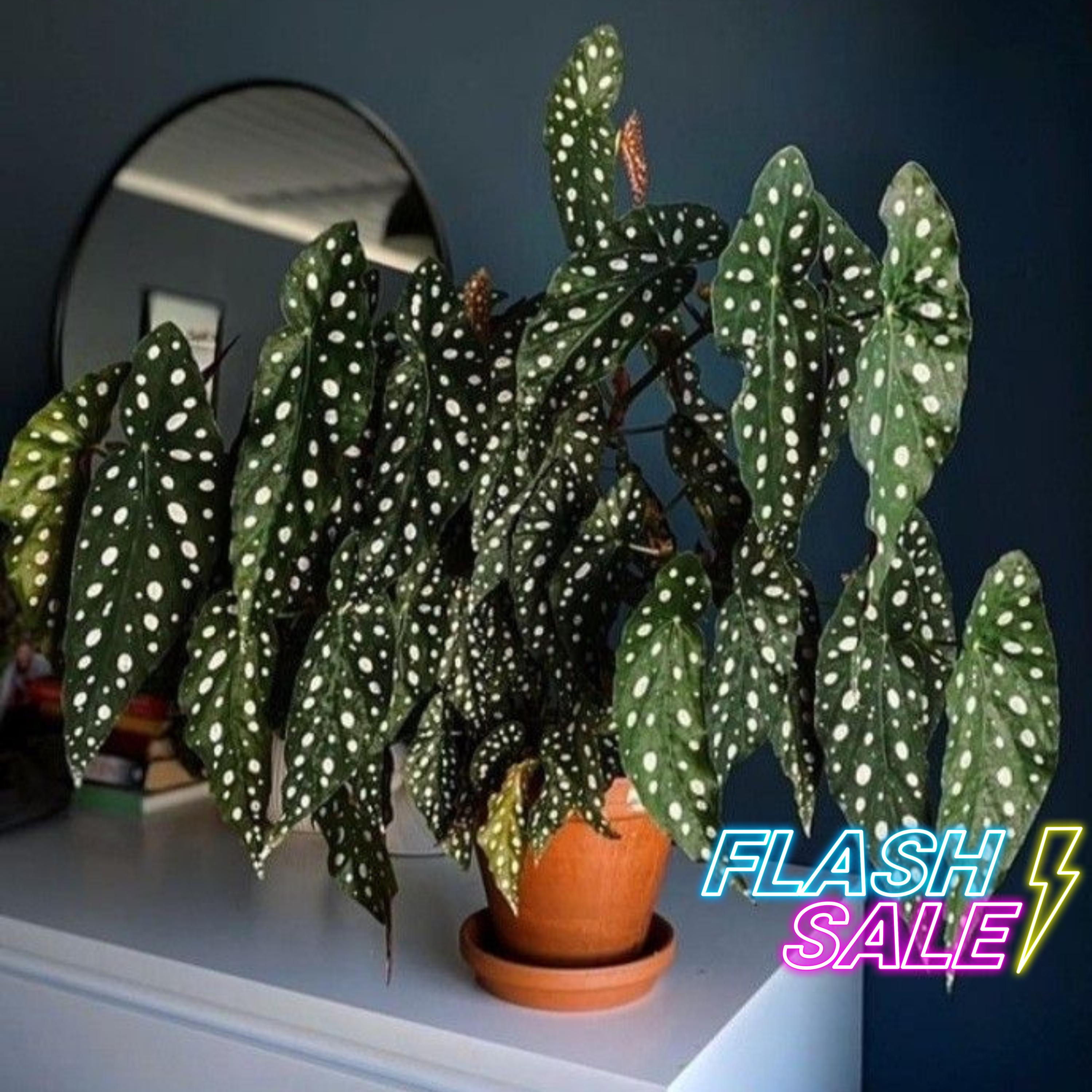 caring for indoor palm plants Large Lady Palm | Indoor Plants & Houseplants for Delivery main image 0