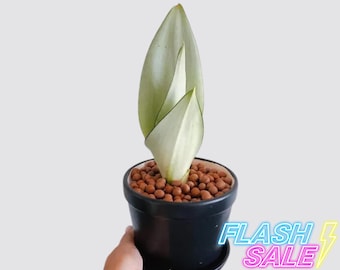 Sansevieria Moonshine Live Plant | Low Light House Plants | Snake Plant Fully Rooted | Easy Care Low Maintenance Plants Gift | Houseplants