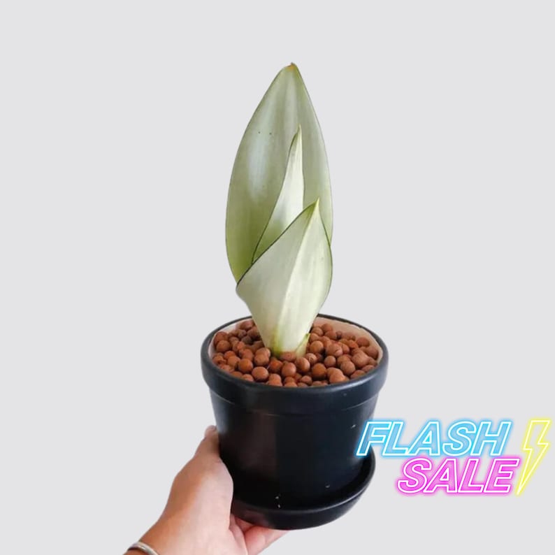 Moonshine snake plant low-maintenance and air-purifying houseplant with striking, sword-shaped leaves. The plant is unique foliage and easy care make it a popular choice for busy individuals.Sanseveria Moon