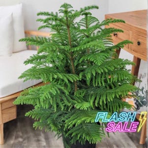 May include: A Norfolk Island pine plant with vibrant green, needle-like foliage arranged in symmetrical, tiered branches. The plant is potted in a dark container. The text FLASH SALE is printed in neon blue and pink with a yellow lightning bolt.