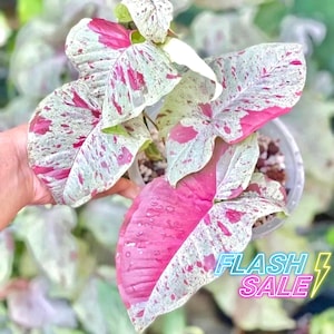 Planta de Syngonium Milk Confetti viva / Planta de Syngonium Milk Confetti rosa / Plantas de interior con raíces para principiantes / Regalos variegados raros