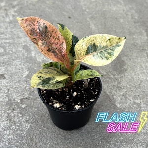 May include: A small potted plant with variegated leaves in shades of pink, green, and cream. The plant is in a black plastic pot, and the text "FLASH SALE" is visible in the lower right corner.