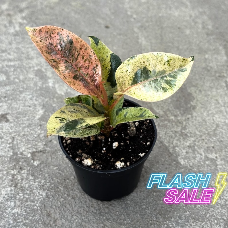 PlantCityUS Ficus Shivereana - Thumbnail 4