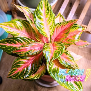Aglaonema Panama Pink - Etsy