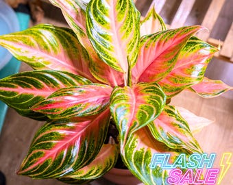 elephant ear plant small Alocasia Tiny Dancer Elephant Ear Plant in 10 in. (3 Gal.) Grower Pot