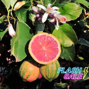 May include: A cross-section of a pink-fleshed lemon, showcasing its vibrant color and internal structure. The image also features green and yellow striped lemons, white and purple flowers, and green leaves. The text "FLASH SALE" is displayed in neon colors.