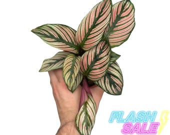 Calathea White Star Live Plant | Calathea Whitestar House Plants | Pink  Houseplants Rooted | Indoor Tropical Plants | Rare Calatheas Gifts - Etsy