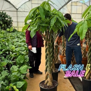May include: A Pachira aquatica plant with a braided trunk and green leaves in a black pot. The plant is situated in a greenhouse setting with other plants visible in the background. The text FLASH SALE is displayed in the lower right corner.