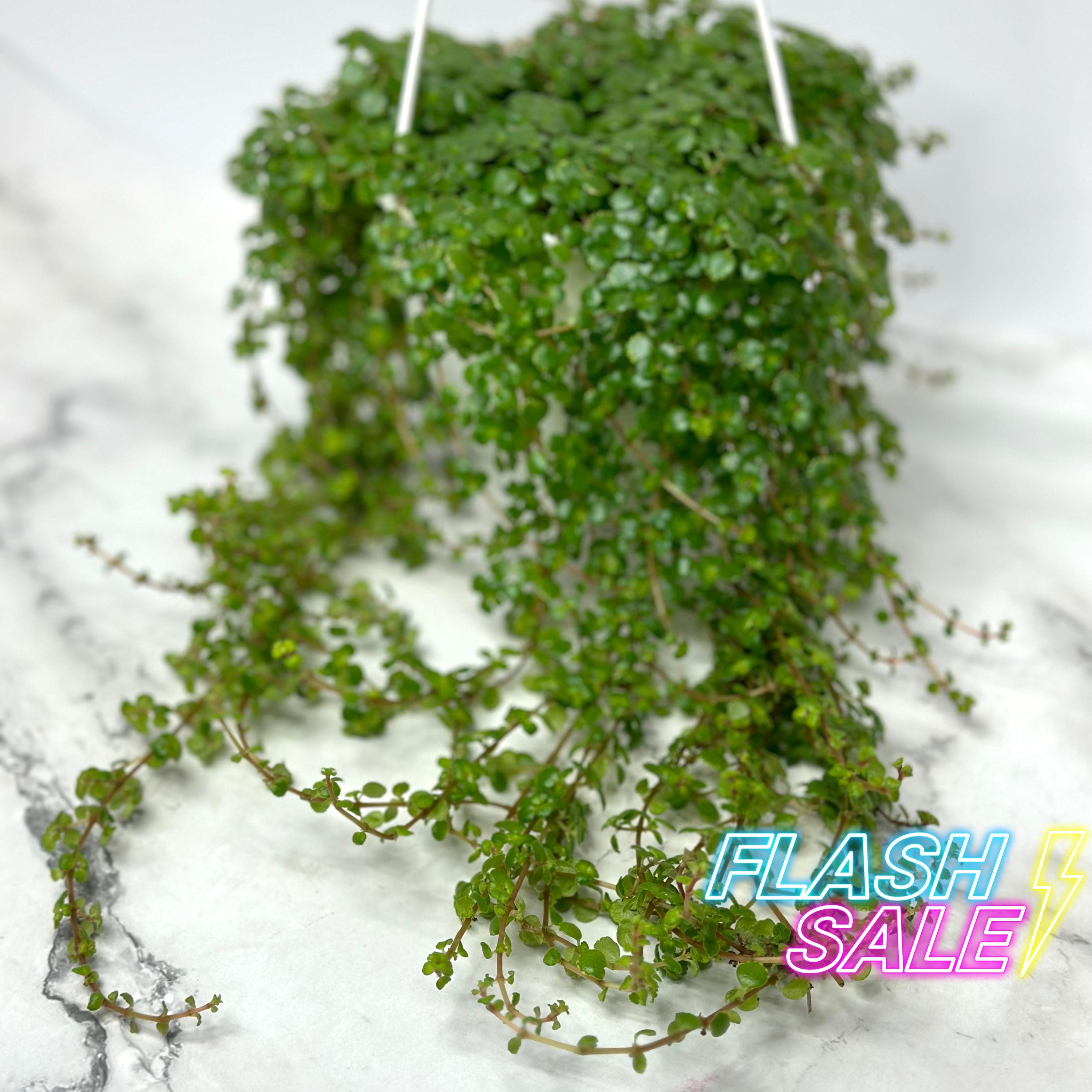 Pilea Depressa House Plants | Pileas Baby Tears Live Plant | Indoor ...
