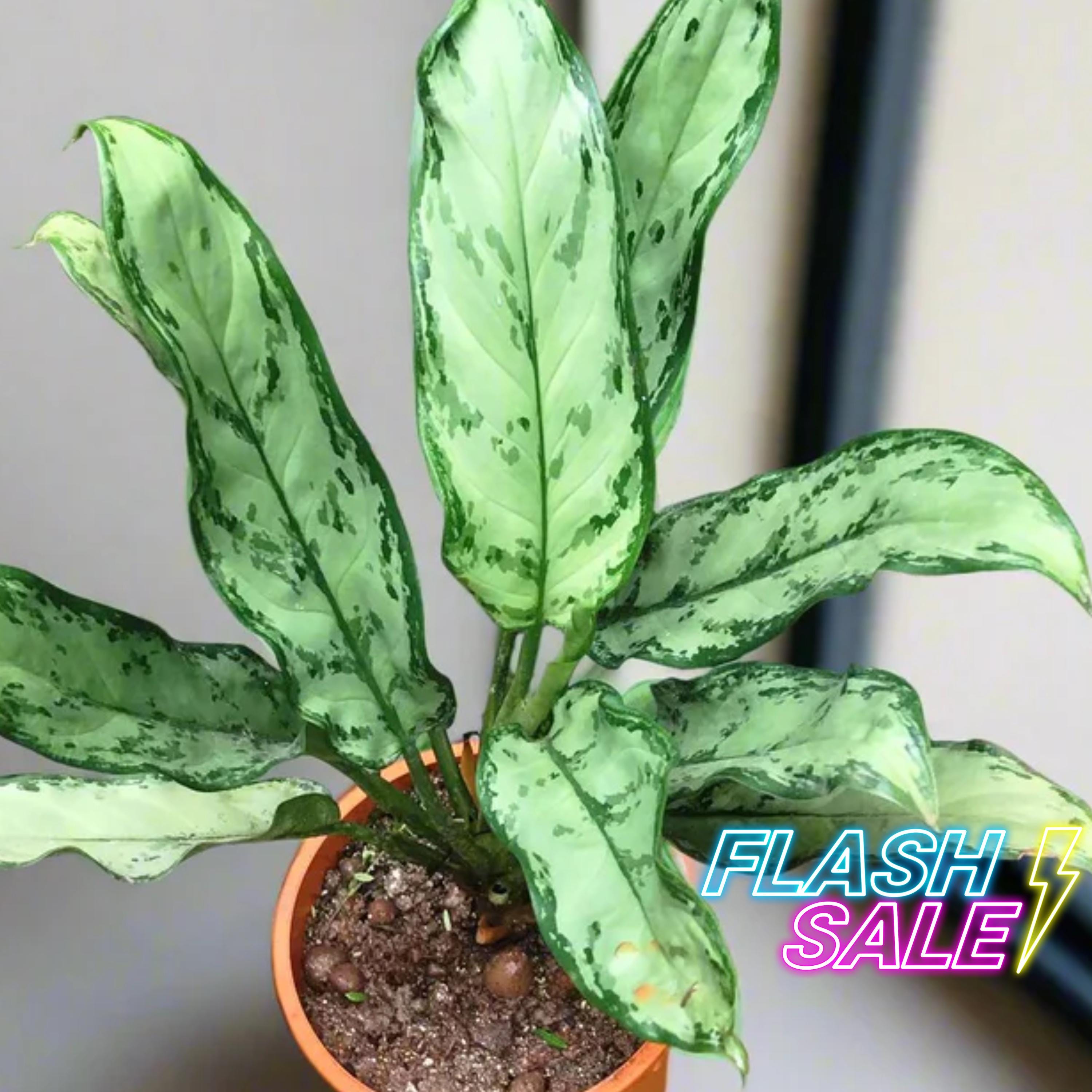 fiddle leaf fig bonsai Small Leaf Fig Bonsai Tree 6 Inch – Bonsai Gifts Nursery main image 1