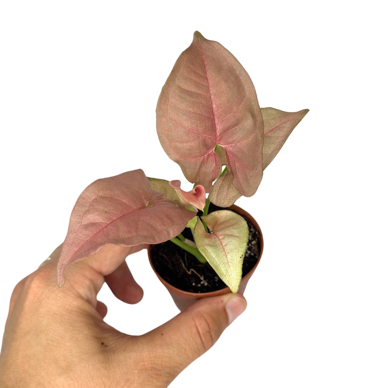 PlantCityUS Syngonium Neon Robusta Plant - Thumbnail 3