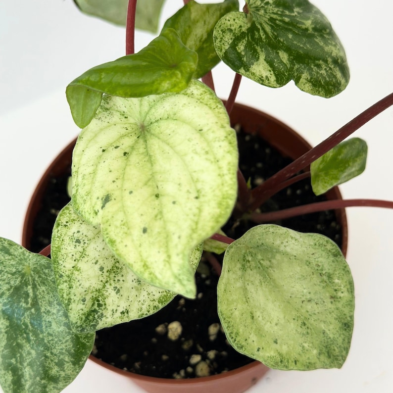 Peperomia Gold Dust Plant Live Gold Dust Peperomia Watermelonvariegated