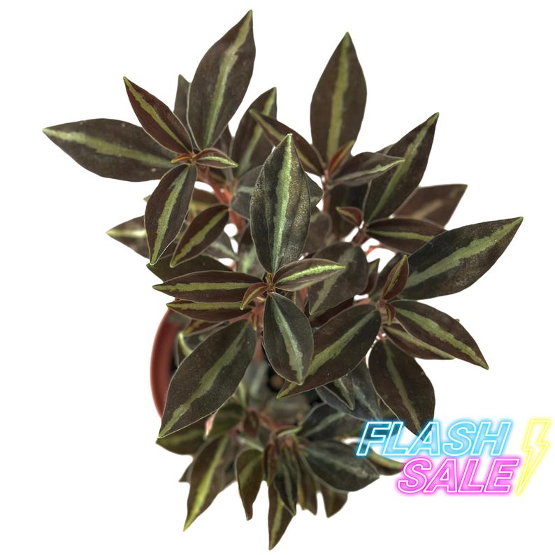 PlantCityUS Peperomia Metallica Plant - Thumbnail 3
