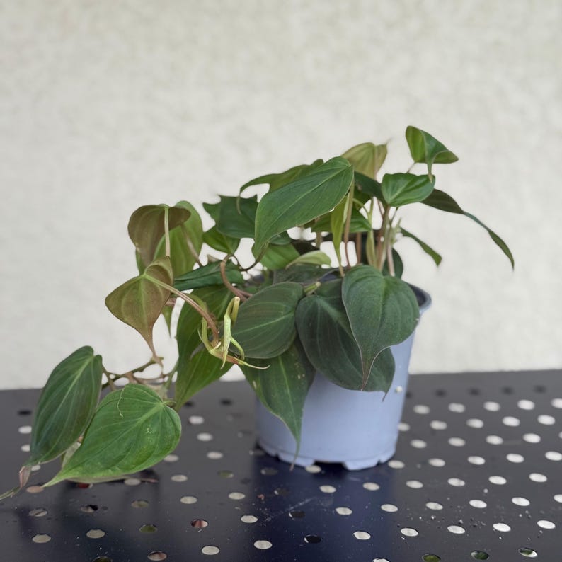 PlantCityUS Philodendron Micans - Thumbnail 3
