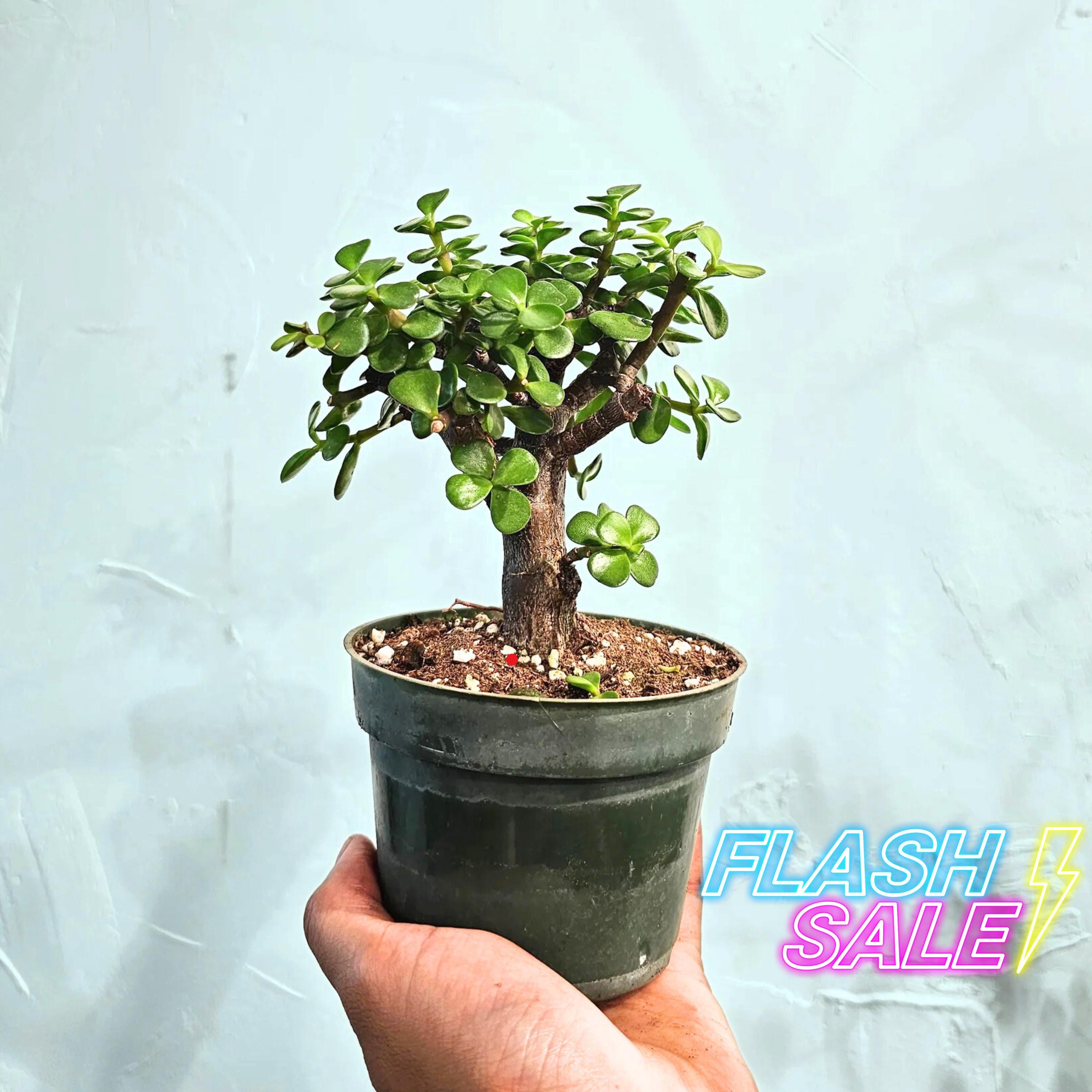 Starter Bonsai Tree Live Plant | Jade Bonsai Trees in Pot