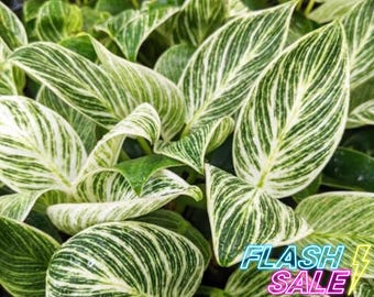 Philodendron Birkin