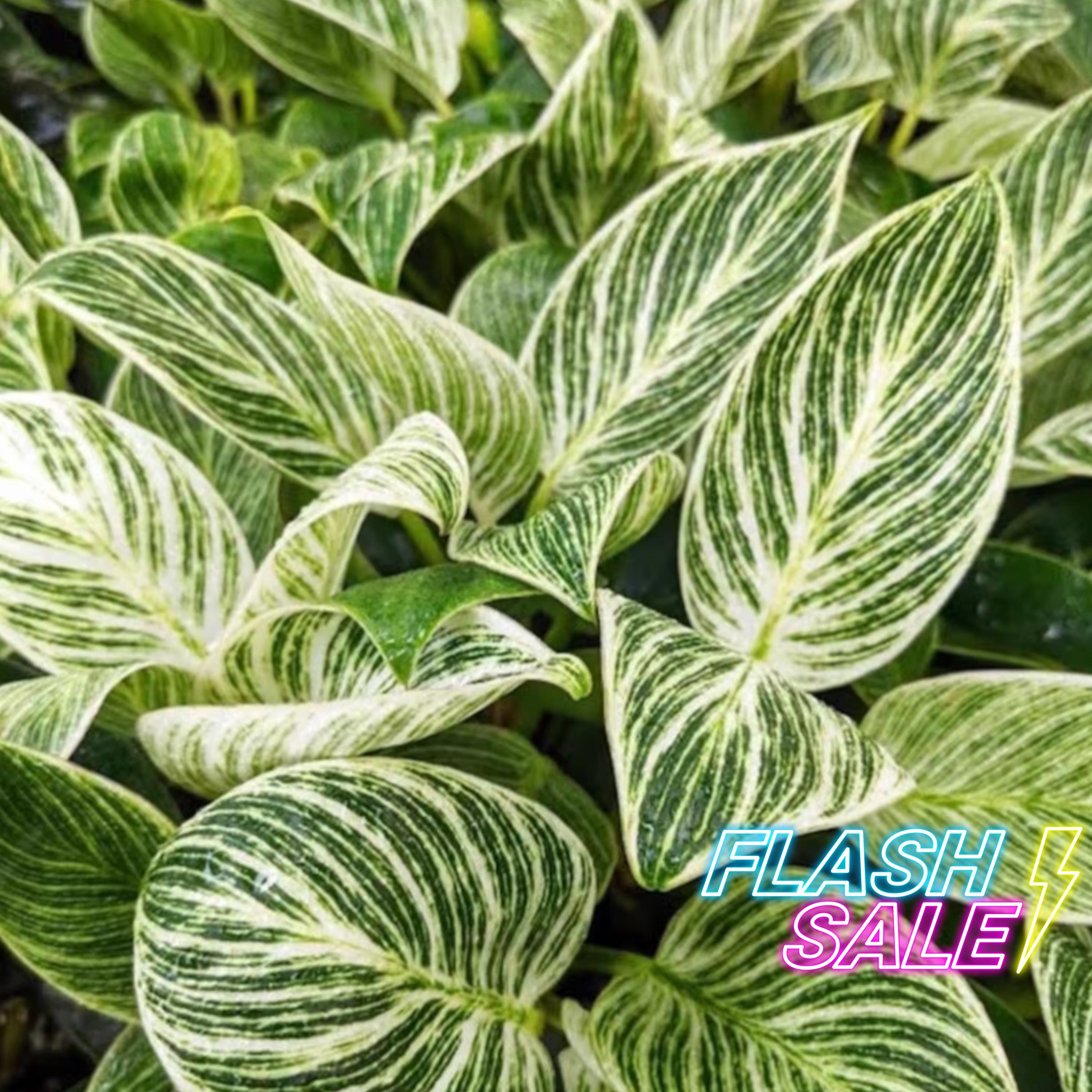 caleb plant mother Mort Garson: Mother Earth's Plantasia main image 0