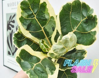 Fiddle Leaf Fig Variegated Live Plant | Rare Ficus Lyrata Starter Houseplants | ALL Plants Require You to Purchase Any 2 Plants