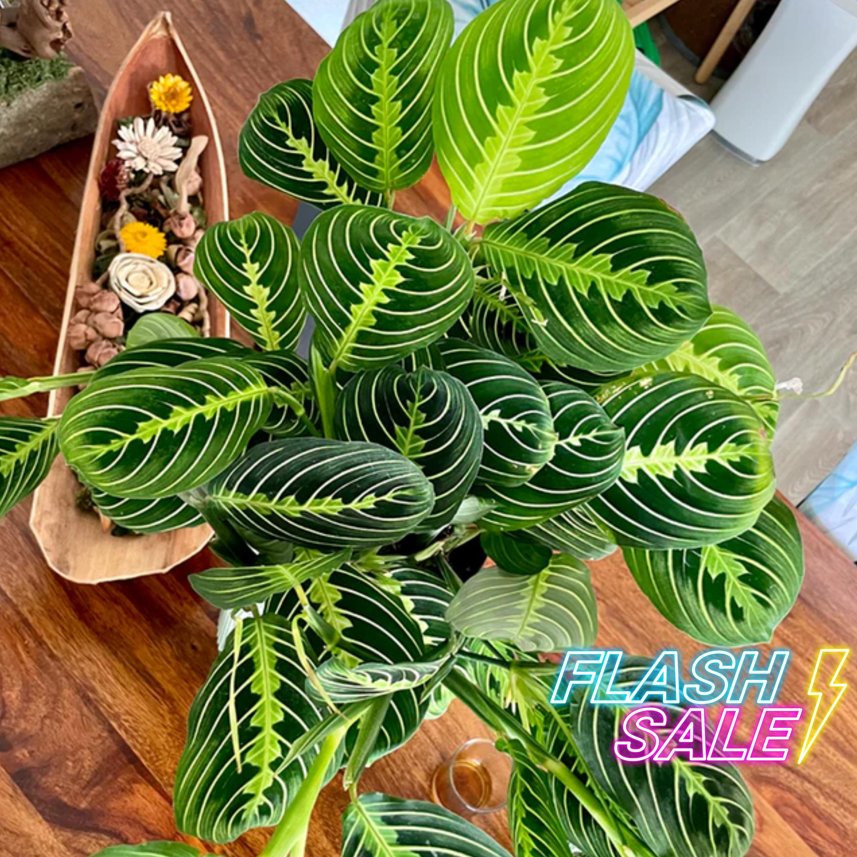 Calathea Live Plant Maranta Lemon Lime | Prayer Plants With Pot | Pet Safe  Tropical Houseplants Fully Rooted | Rare Plant Gifts | Foliage - Etsy