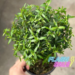 May include: A vibrant green plant with small, oval leaves, presented in a black pot. The image includes the text "FLASH SALE" in a neon-style font with a lightning bolt graphic.