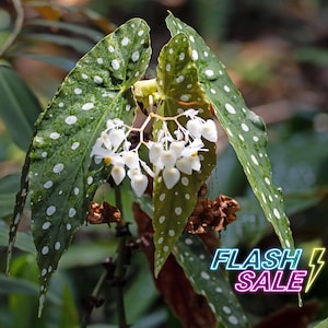 May include: Close-up of a Begonia maculata plant with large, green leaves speckled with white spots. Delicate white flowers bloom in clusters. The image includes the text "FLASH SALE" in a neon style.