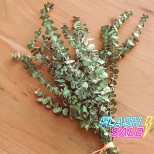 Fresh Eucalyptus Shower Plant | Eucalyptus Shower Bundle Hanging Plants | Respiratory Aromatherapy | Easy Care Bathroom Houseplant Gift