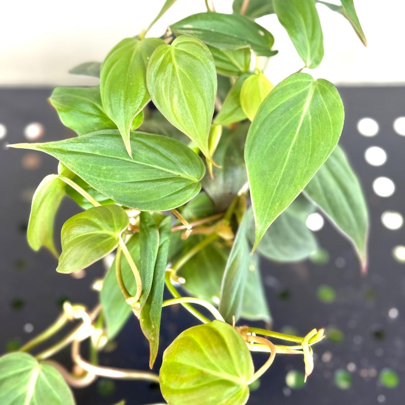 PlantCityUS Philodendron Micans - Thumbnail 2
