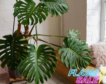May include: A large green Monstera plant in a gray pot with a wooden stand. The plant is in front of a white brick wall with a window. The text "FLASH SALE" is in the lower right corner of the image.