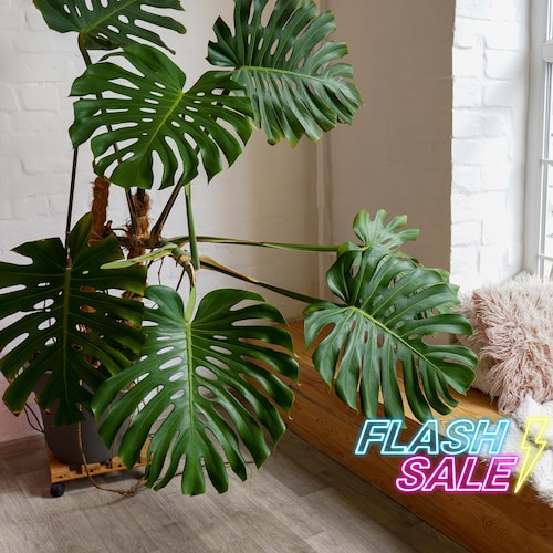 Monstera Deliciosa Live Plant | Monstera Split Leaf Indoor Tropical Plant |  Fully Rooted House Plants Indoor | Outdoor Houseplants - Etsy