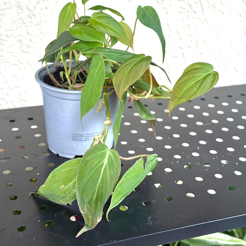 PlantCityUS Philodendron Micans - Thumbnail 5