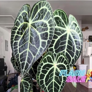 Anthurium Clarinervium Live Plant | Rare Green Anthuriums | House Plants for Beginner | Houseplants for Collector Indoor Outdoor Garden Gift