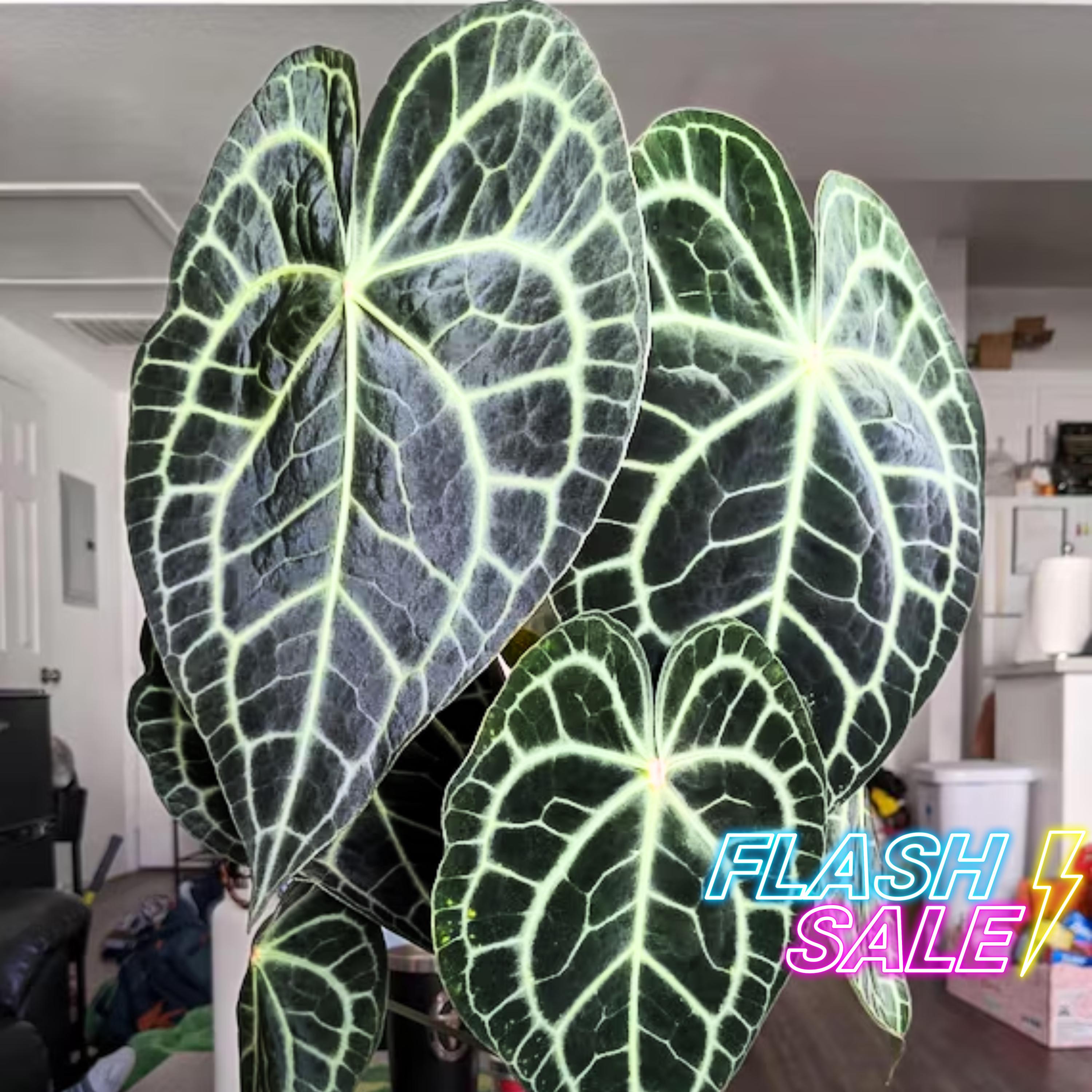 Anthurium Clarinervium Mature - Etsy