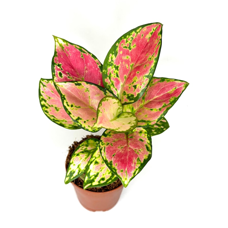 Aglaonema Pink Beauty Plant - Thumbnail 2