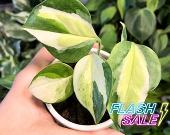 Pothos Global Japan Tricolor Live Plant | Rare Pothos Starter Houseplants | ALL Plants Require You to Purchase Any 2 Plants