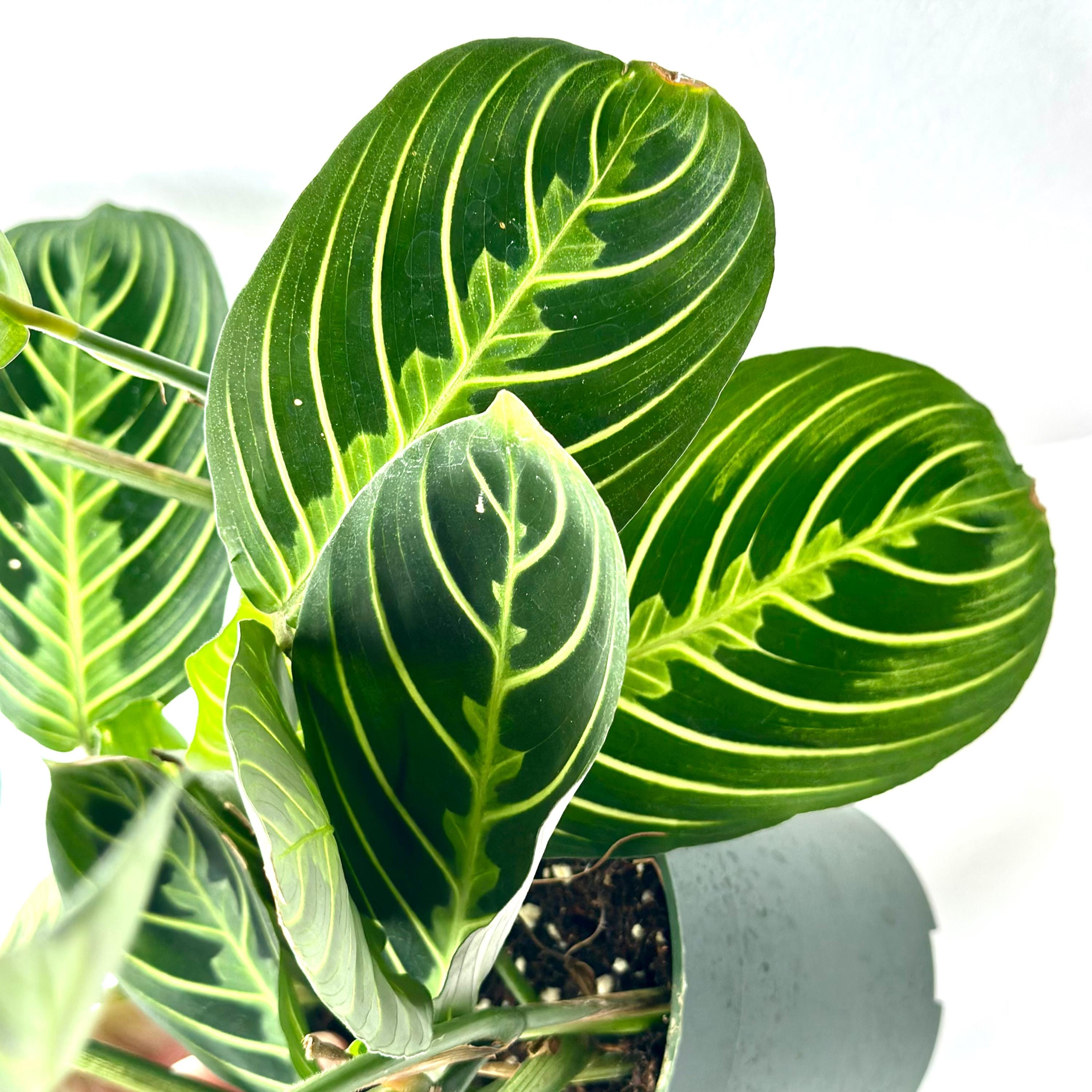 Calathea Plant Maranta Lemon Lime Live | Calathea Prayer Plants |  Houseplants Rooted Indoor Tropical Plants | Rare Calatheas Gifts - Etsy