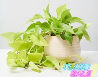 Pothos Neon Live Plant | Epipremnum Golden Cuttings House Plants | Indoor  Outdoor Houseplant | Ivy Vine Houseplants | Seed Garden Gift - Etsy