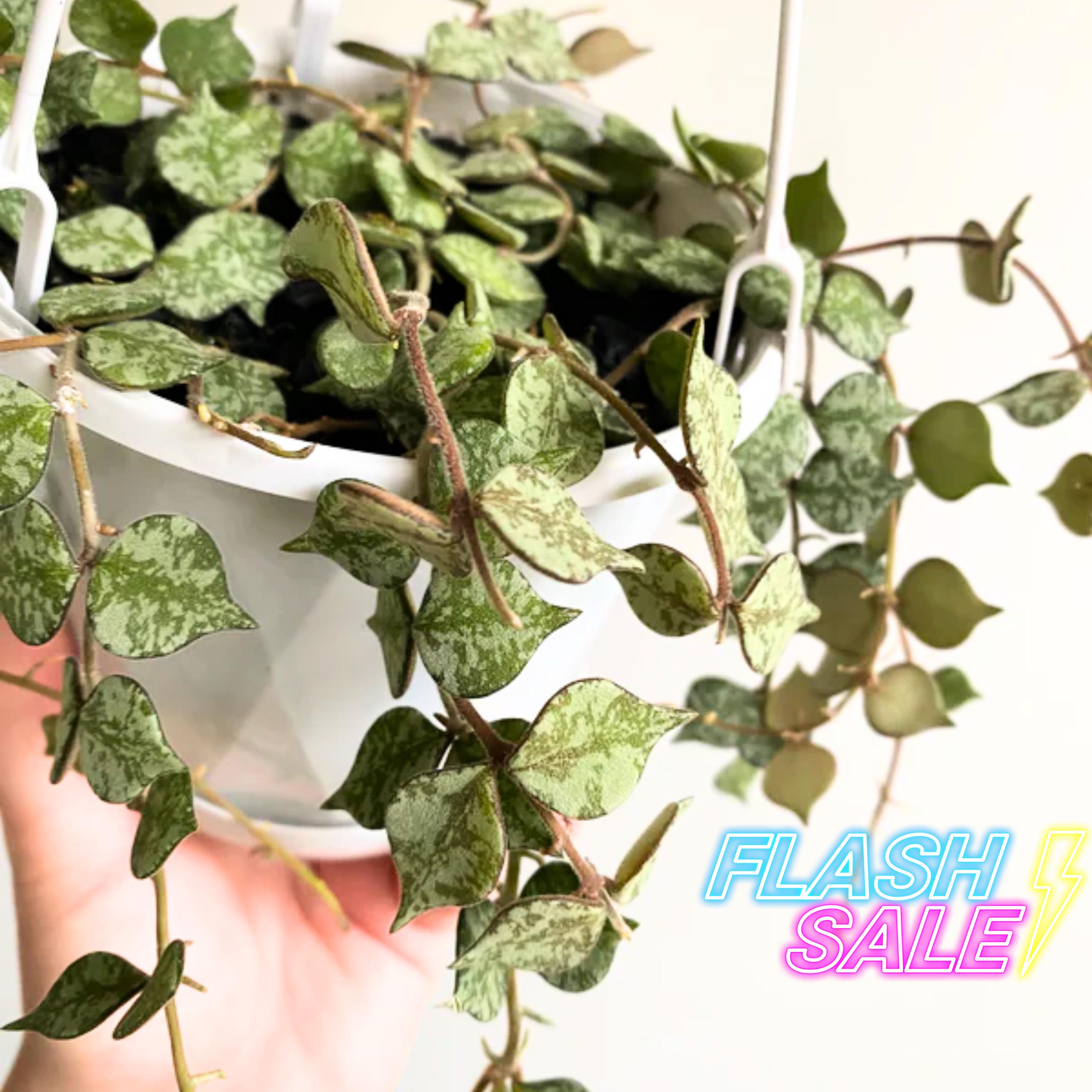 Variegated Hoya Curtisii - Etsy