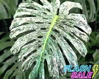 artificial palm plants 9'-8'-7'-6'-5' UV Protected Artificial Tropical Palm Tree