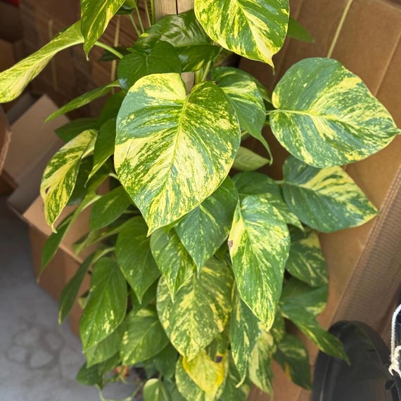 Pothos Golden Hawaiian House Plant | Large Leaf Gold Pothos Plant | Live  Plants on Totem Pole | Houseplants for Indoor Outdoor Garden Gifts - Etsy