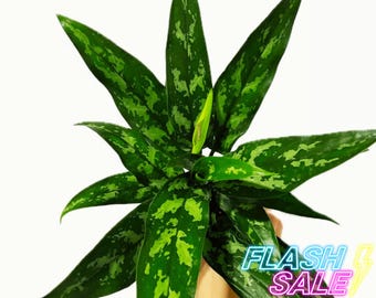 Dieffenbachia Panther Live Plant: Variegated Tropical Air Purifier (6 in  Pot) - Etsy
