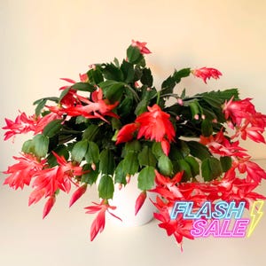 Holiday Cactus Succulent Plants Live | Schlumbergera Truncata Starter House Plants | Red White Blooming Houseplants for Beginner | Rare Gift