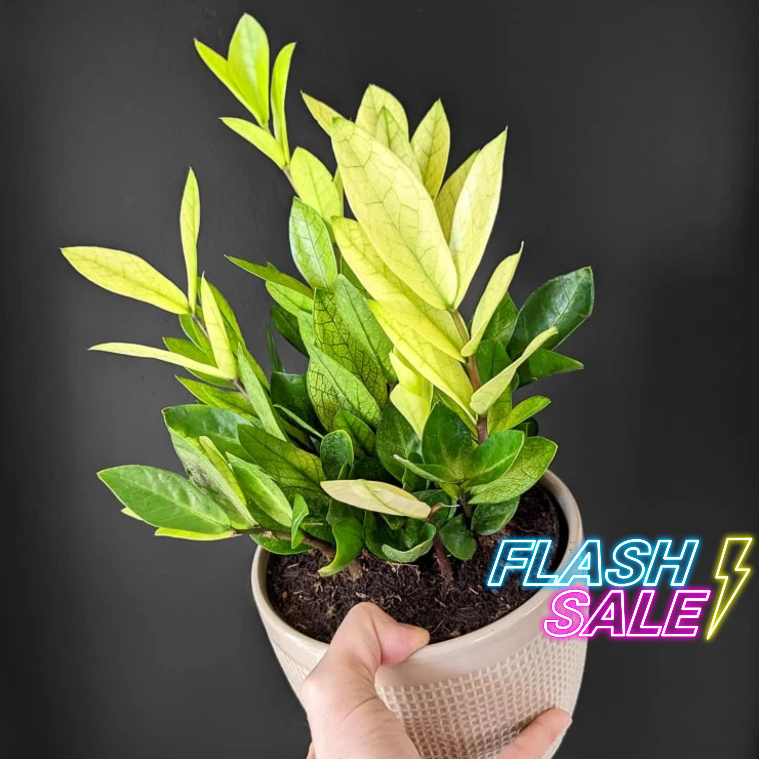 Pink Zz - Etsy